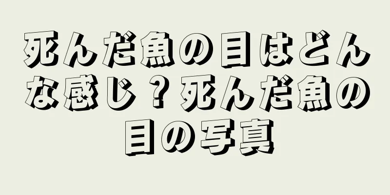 死んだ魚の目はどんな感じ？死んだ魚の目の写真