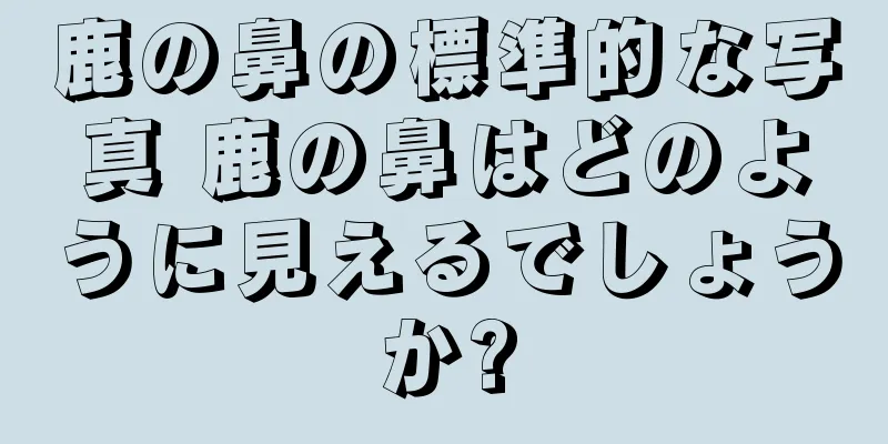 鹿の鼻の標準的な写真 鹿の鼻はどのように見えるでしょうか?