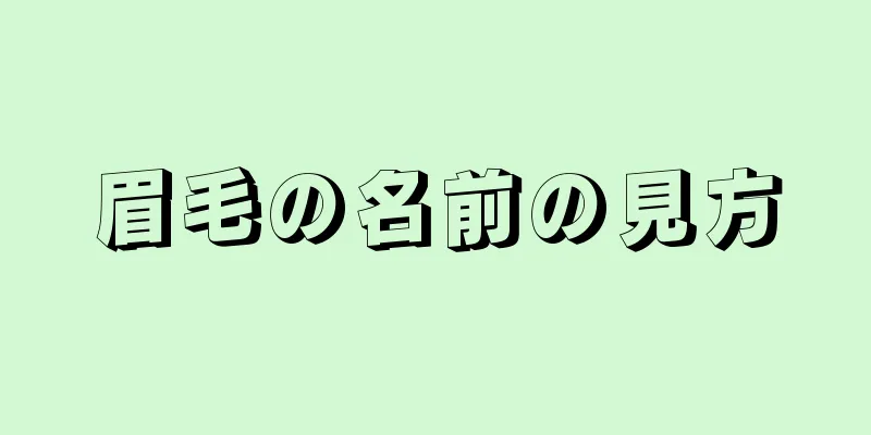 眉毛の名前の見方