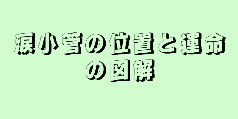 涙小管の位置と運命の図解