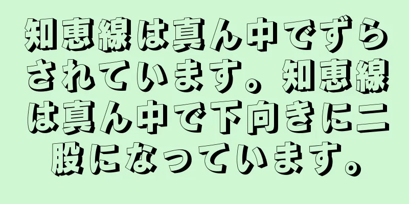 知恵線は真ん中でずらされています。知恵線は真ん中で下向きに二股になっています。