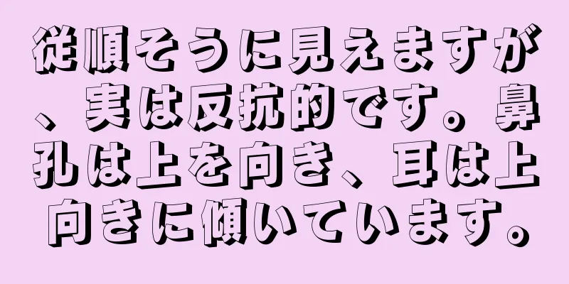 従順そうに見えますが、実は反抗的です。鼻孔は上を向き、耳は上向きに傾いています。