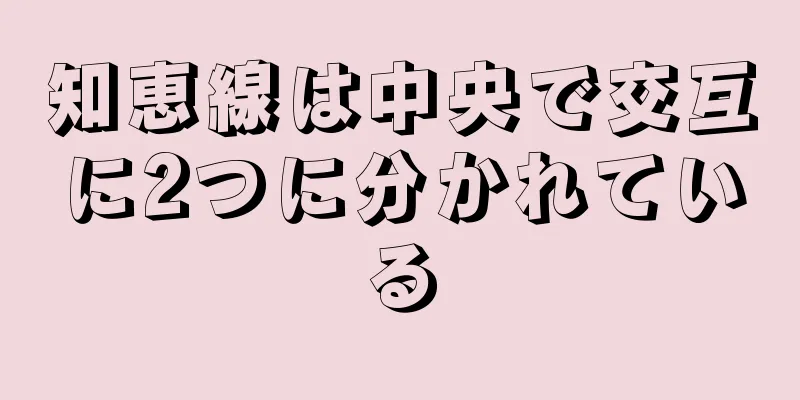 知恵線は中央で交互に2つに分かれている