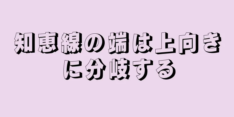 知恵線の端は上向きに分岐する