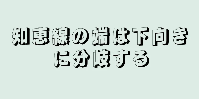 知恵線の端は下向きに分岐する