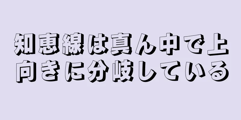 知恵線は真ん中で上向きに分岐している