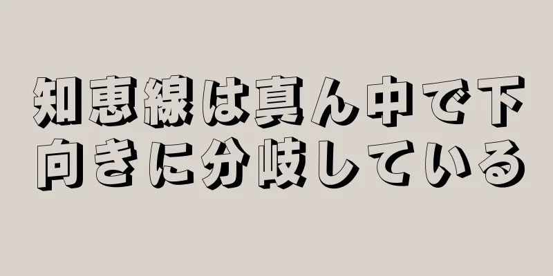 知恵線は真ん中で下向きに分岐している