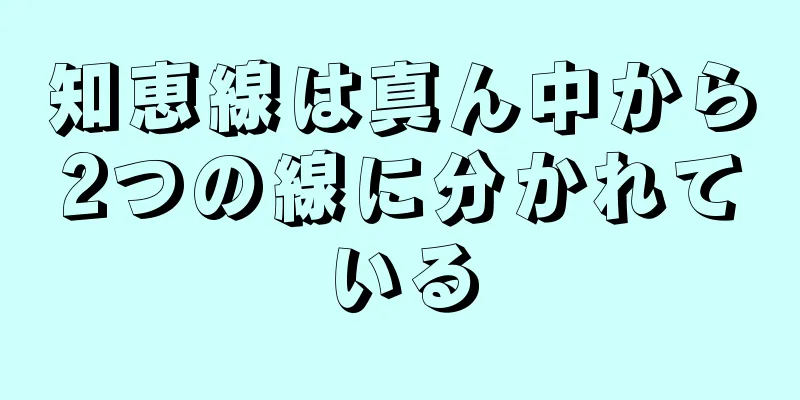 知恵線は真ん中から2つの線に分かれている