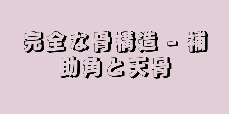 完全な骨構造 - 補助角と天骨