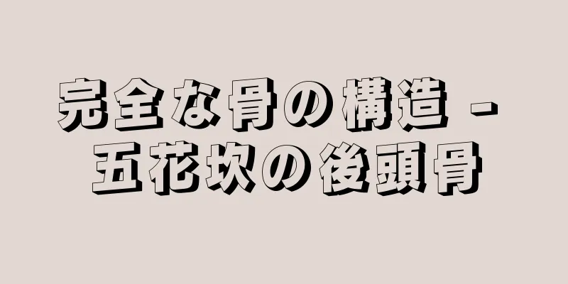 完全な骨の構造 - 五花坎の後頭骨