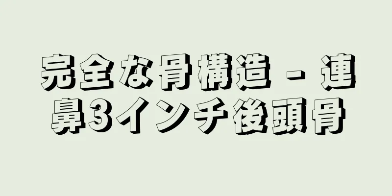 完全な骨構造 - 連鼻3インチ後頭骨