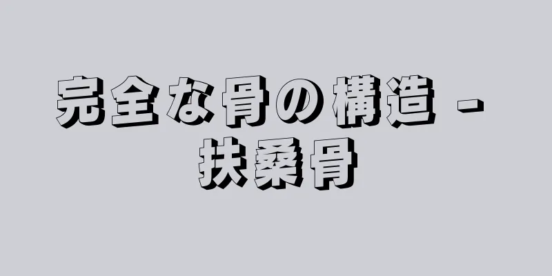 完全な骨の構造 - 扶桑骨