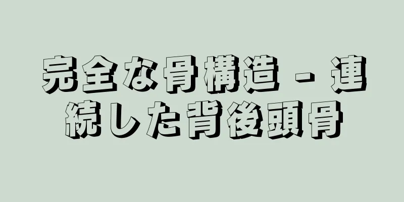 完全な骨構造 - 連続した背後頭骨