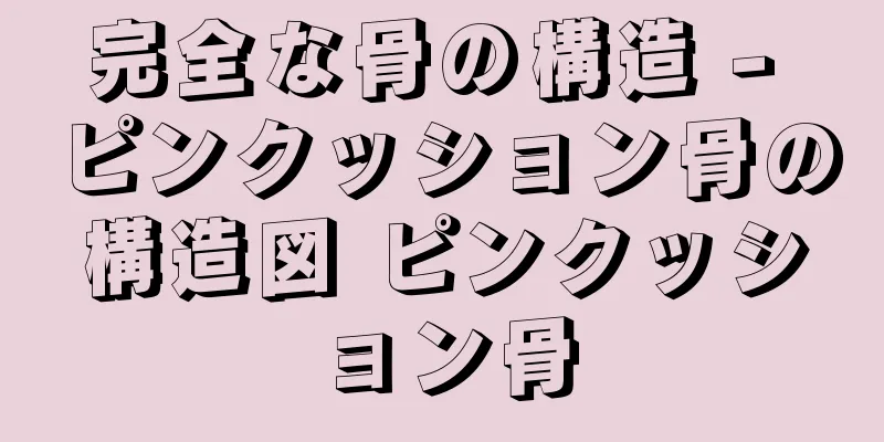 完全な骨の構造 - ピンクッション骨の構造図 ピンクッション骨