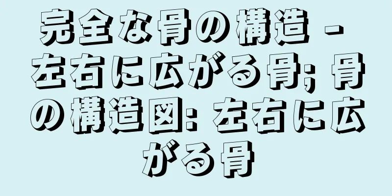 完全な骨の構造 - 左右に広がる骨; 骨の構造図: 左右に広がる骨