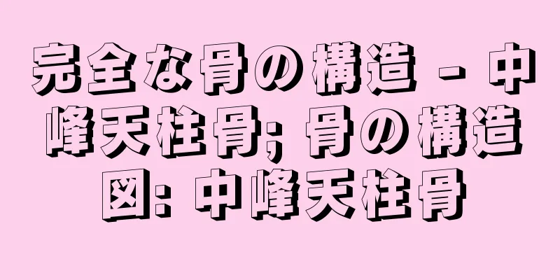 完全な骨の構造 - 中峰天柱骨; 骨の構造図: 中峰天柱骨