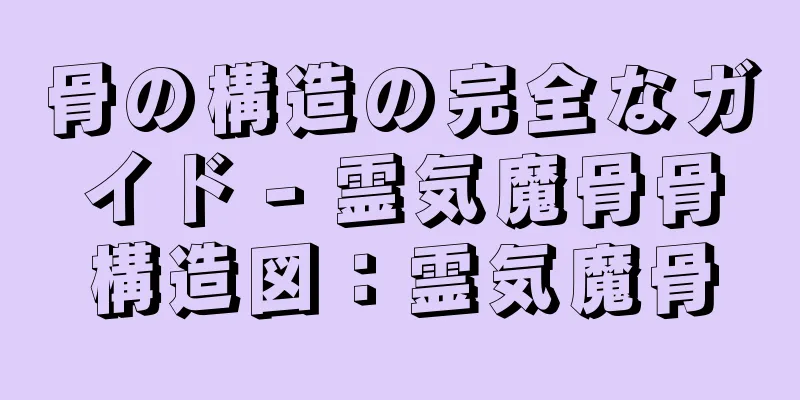 骨の構造の完全なガイド - 霊気魔骨骨構造図：霊気魔骨