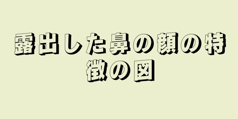 露出した鼻の顔の特徴の図