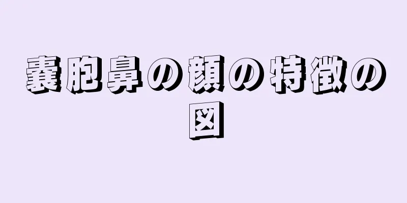 嚢胞鼻の顔の特徴の図