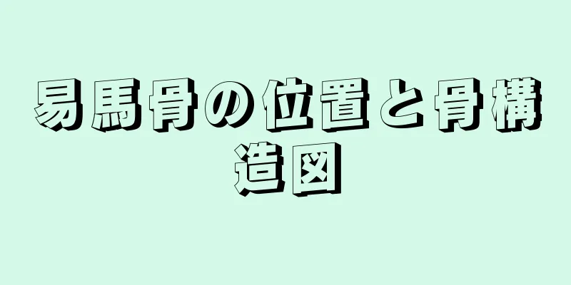 易馬骨の位置と骨構造図