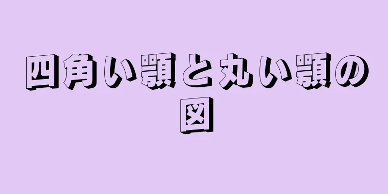 四角い顎と丸い顎の図